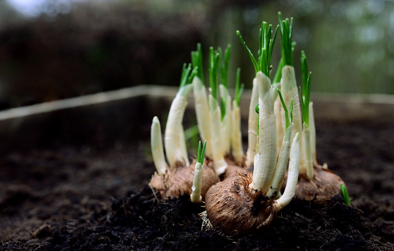 Creating a Night Garden: Plants That Glow in the Dark